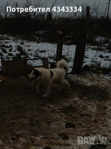 Българско овчарско куче, снимка 10 - Каракачанска овчарка - 53669702