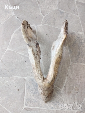 Челюсти от голяма свиня 45сантиметра. , снимка 2 - Декорация за дома - 52212317