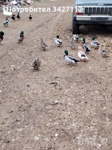 Патици мюрета, снимка 2 - Патици и гъски - 51519168