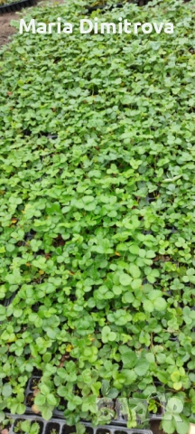 Разсад Ягода сорт Клери , снимка 5 - Разсади - 47123127