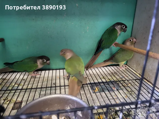 Двойка пирура, снимка 1