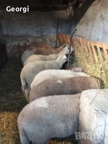Продавам Агне, ШИЛЕШКО ЦЕЛОГОДИШНО гр. Пазарджик, снимка 2 - За селскостопански - 49641582