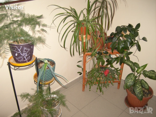 TRAVELER  DC-8300  8.1mpX, снимка 16 - Фотоапарати - 54135476