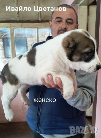 Алабай, снимка 2 - Алабай - 53419286