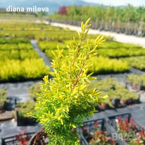 Юниперус комунис Gold Cone (Juniperus communis Gold Cone), снимка 9 - Градински цветя и растения - 45586752