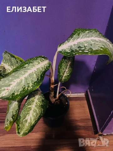 Aglaonema