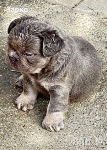 Френски булдог, снимка 6 - Френски булдог - 51950911