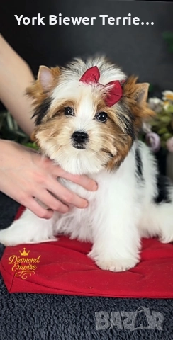 Йоркширски Териер! Привързано момиченце с родословие за семейство с деца! 