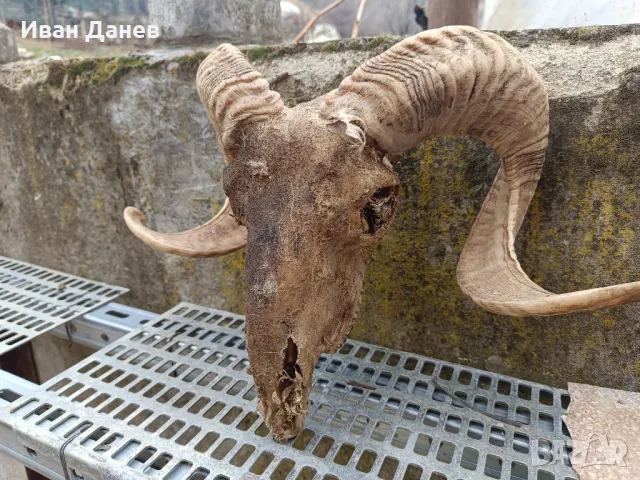 Продавам рога от елен и Коч