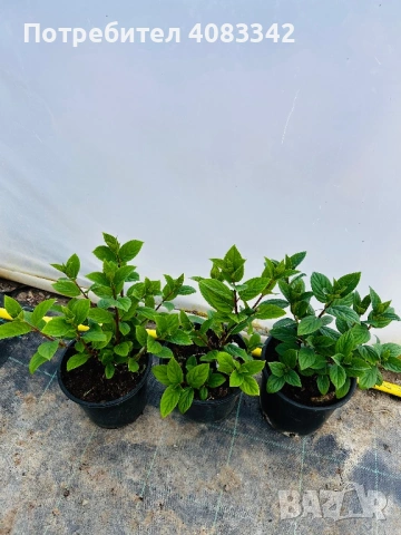 Хортензия за слънце, снимка 10 - Градински цветя и растения - 54139787