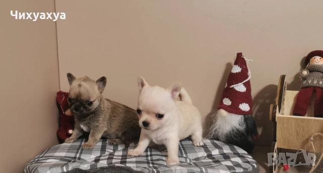 Чихуахуа мъжки и женски, снимка 5 - Чихуахуа - 41803190