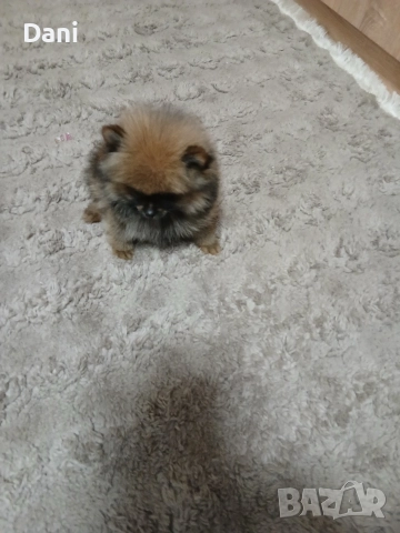 Mini Pomeran, снимка 3 - Померан - 52793701