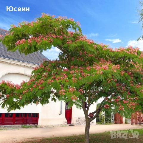 Албиция фиданки