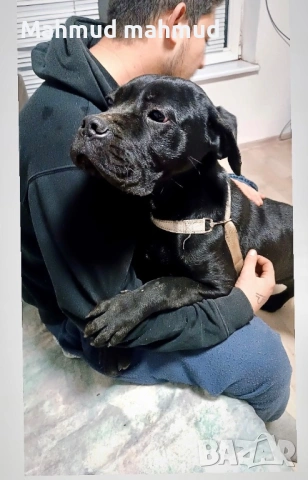 Мъжко Кане Корсо , снимка 5 - Кане корсо - 53378052