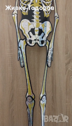 Забавен плакат/винил,Скелет (Холографски ефект 1,5 м.) Книгоразделител - Sugar Skulls, снимка 14 - Картини - 48804444