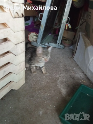 Малки бебета търсят дом. , снимка 3 - Изгубени/намерени - 52011293