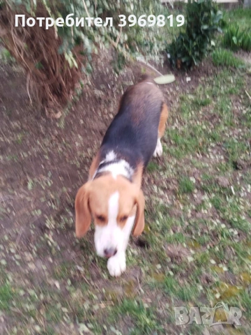 Бигъл, снимка 2 - Бигъл - 53832957