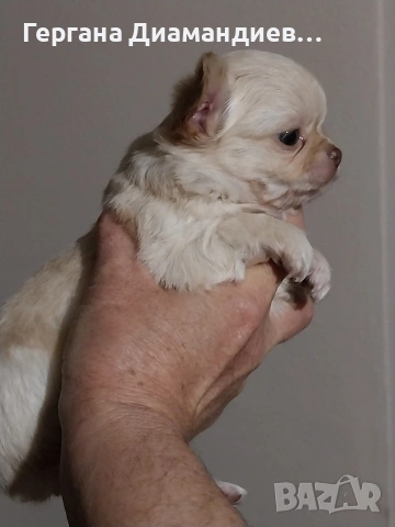 продавам мини чихуахуа , снимка 6 - Чихуахуа - 53429122