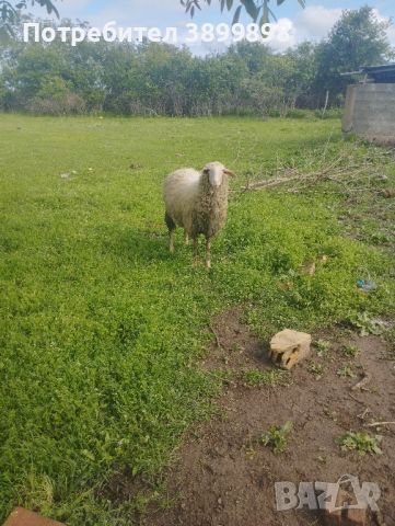 Шилита , снимка 5 - Овце - 45542078