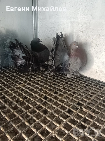 Фенерлии , снимка 13 - Гълъби - 53045490