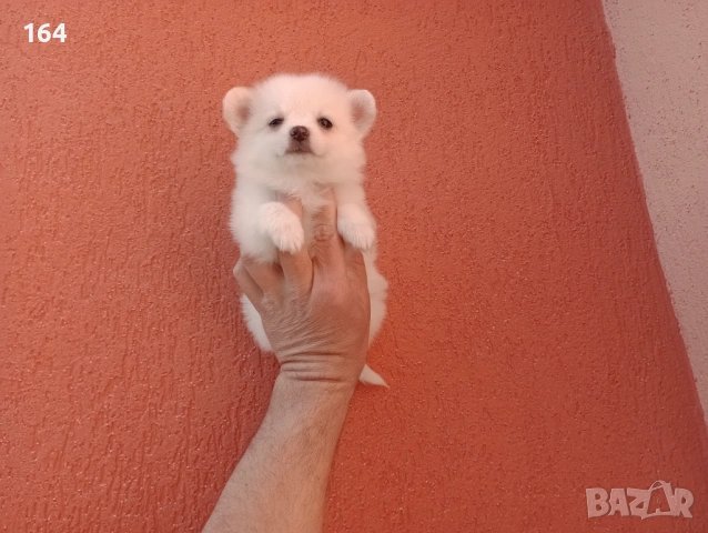 Мини Шпиц - Померан. Мъжки и женски кученца., снимка 10 - Померан - 53710741