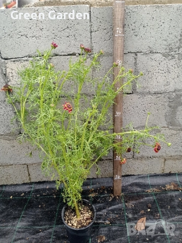 Харизантема - Карината