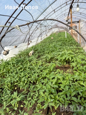 Разсад домати (розови и червени), пипер, краставици-от производител, снимка 2 - Разсади - 53708497