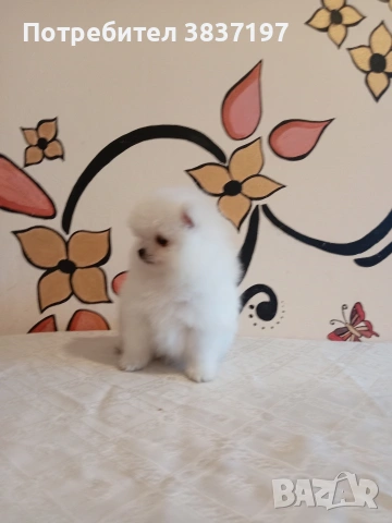 2 момичета и 2 момчета , снимка 2 - Померан - 53721791