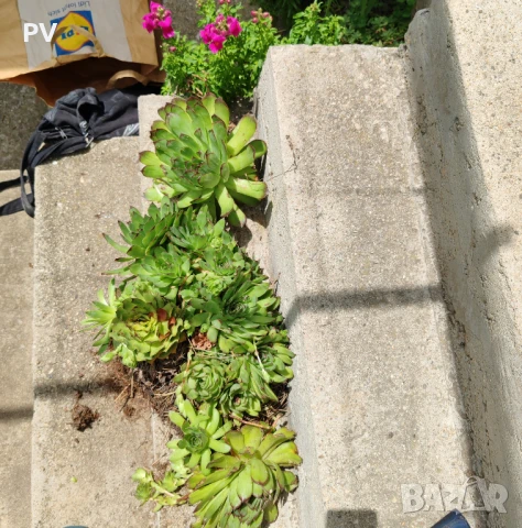 Sempervivum / семпервивум / алпийска роза / кактус / сукулент, снимка 4 - Градински цветя и растения - 50949209
