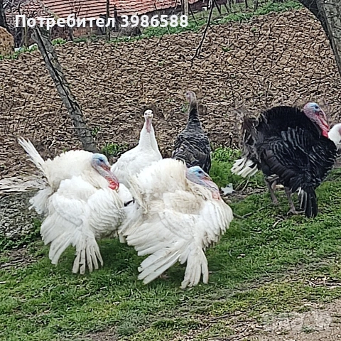 Пуяк,Пуйки, снимка 3 - Кокошки и пуйки - 53935620