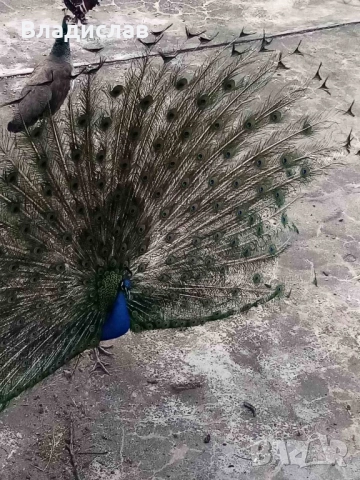 Паун мъжки на 6г , снимка 2 - други­ - 52596245