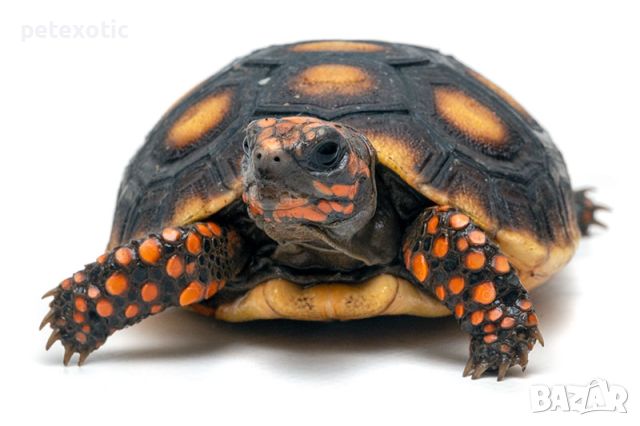 Червенокрака Костенурка Карбонария Голяма - Red-footed tortoise, Chelonoidis carbonarius, снимка 6 - Костенурки - 46455386