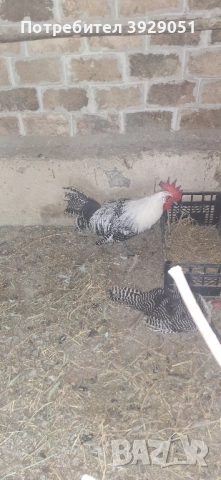 Продавам ярки и Петли Сребърен Бракел, снимка 3 - Кокошки и пуйки - 51632019