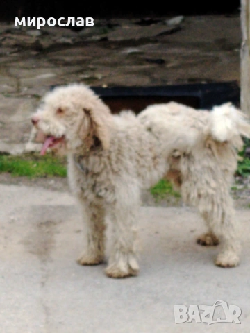 Логото обучено за трюфели, снимка 4 - Други - 54040265