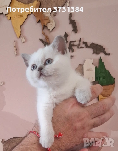 Британско късокосместо колорпойнт коте