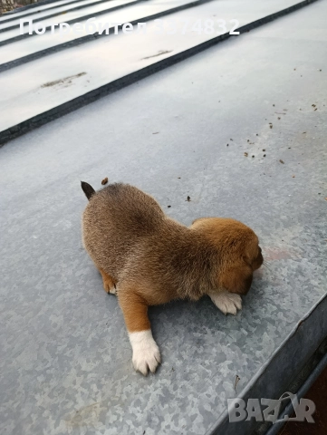 продавам малки кученца