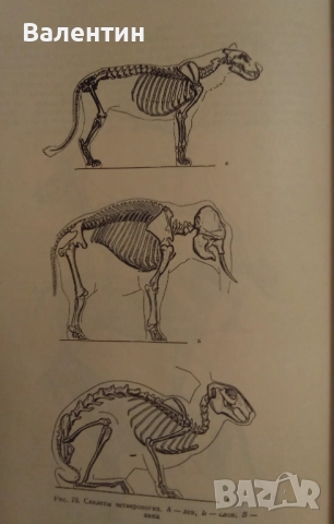 Пластична анатомия на човека и на четириногите животни и птици на руски език, снимка 6 - Специализирана литература - 52045113