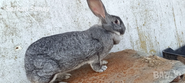 Заек , снимка 4 - Изгубени/намерени - 53740395