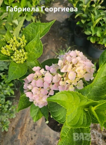 Хортензия за сянка , снимка 5 - Градински цветя и растения - 50569391
