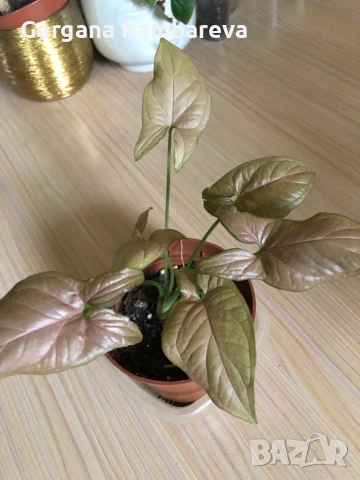 Syngonium Regina Red , снимка 2 - Стайни растения - 53295322
