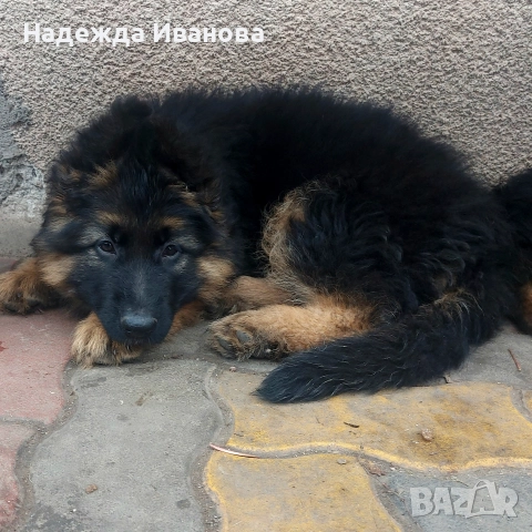 мама, тати и техните сладурчета, снимка 2 - Немска овчарка - 52587718