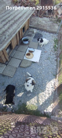 Подарявам кученца , снимка 3 - Други - 53772333