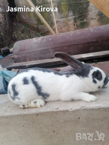 ЗАМЕНЯМ ЗА ЖЕНСКА