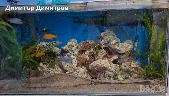 Аквариум 273л. + шкаф, снимка 2 - Аквариуми - 54083911