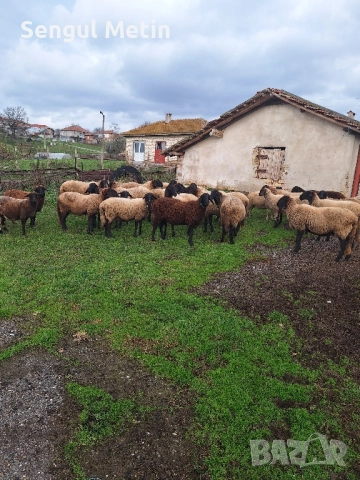 Продавам 30 бр плевенски черноглави овце , снимка 2 - Овце - 52475833