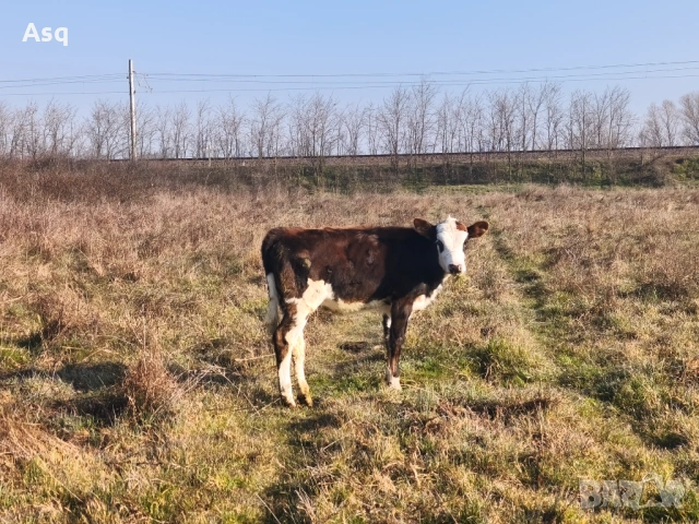 Женско 5 месеца