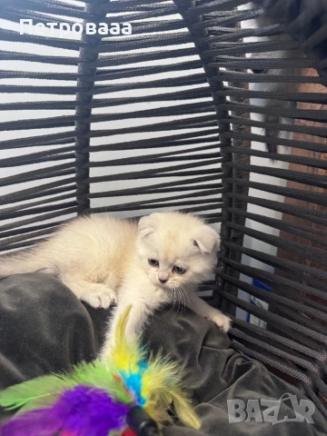Британски / шотладски котенца , снимка 3 - Британска късокосместа - 53573132