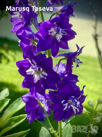 Делфиниум -10 вида , снимка 5 - Градински цветя и растения - 53818064