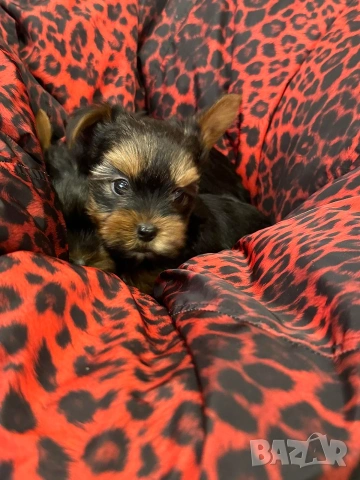 Йоркширски териерчета , снимка 7 - Йоркширски териер - 53472899