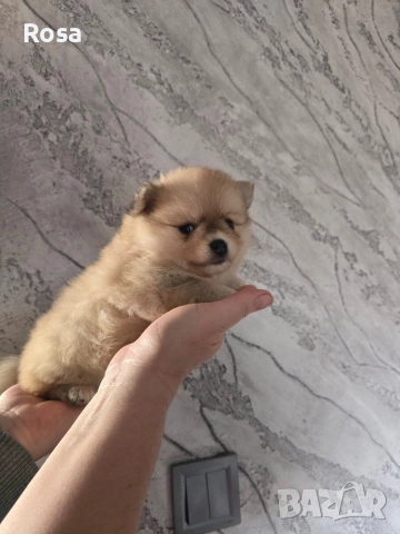 Продавам померан, снимка 5 - Померан - 52858688